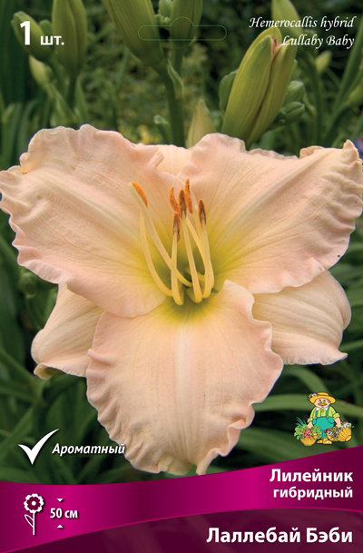 ����  ���������� �������� ����� ��������� �������� ��������� �������� ����, 1 ��. NEW, ������ �� 349 ���