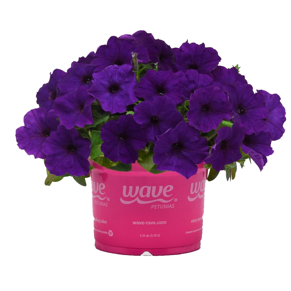 ����  ������ SEEDSPOST ������� ��������� �3 ��� ���� (E3 Easy Wave) ��� F1, 5 ����� PanAmerican ������� ������, ������ �� 395 ���