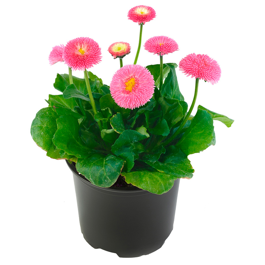 ����  ������ SEEDSPOST ���������� ����������� ���������� ����, 10 ����� Benary ������� ������, ������ �� 145 ���