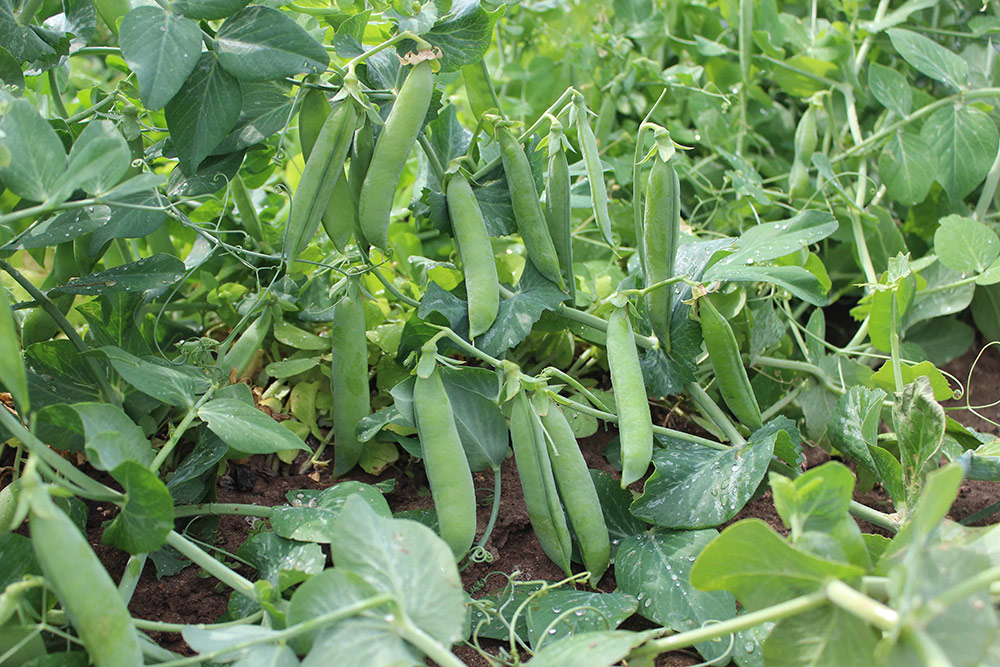 ����  ������ Premium seeds ����� �������� ���������, 3 � LARK SEEDS ���, ������ �� ������, ������ �� 57 ���