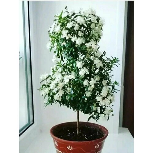 ���� ���� ���������, ������, ������ �� 383 ���