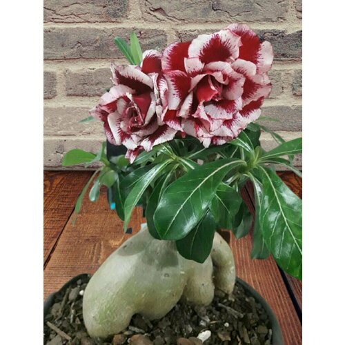   African Breeze,  , ,   394 