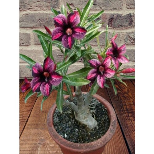   Dark jade,  , ,   394 