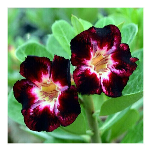  , Adenium Obesum Desert Rose BLACK CLUB, , ,   394 