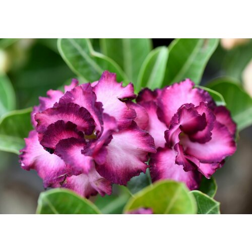 ���� ������� ������ ���� ��������, ���� �������, ���������� ��������� � ������� ������� �� ����� �������, ����� ���������� ��� ���������, 3 �� �����, ������ �� 423 ���