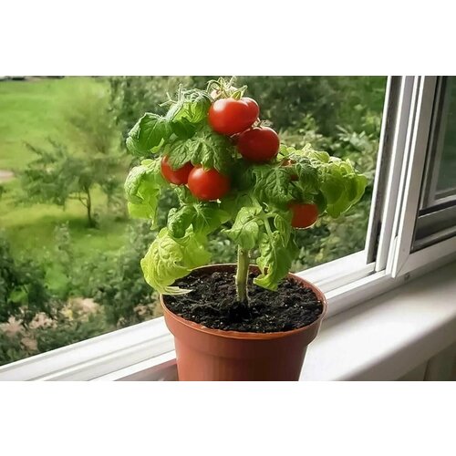 ���� ������ ���� ������ �������, ������ �� 350 ���