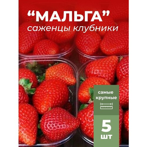 ���� �������� ����� ������������� ������, �������/��������� �������� 5 ��, ������ �� 799 ���