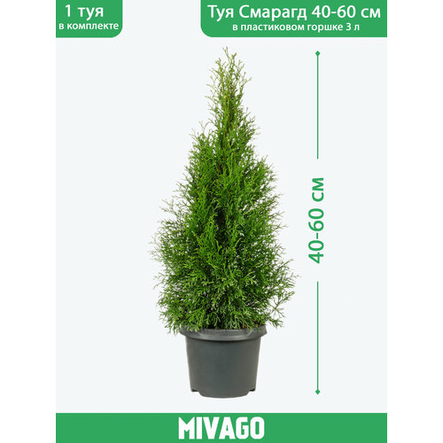 ���� ��� �������� ������� C3, ������ 40-60 ��, ������� ������ 19 ��, �������, ������ �� 1700 ���