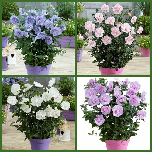 ���� �������� �������� ���� ������, ������, ������ �� 437 ���