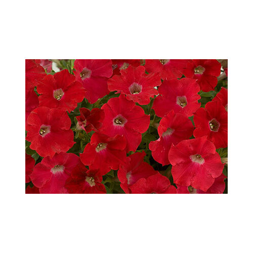 ���� ������ ������� ������� �������� 8�� ��� 25�� (������), ������ �� 38 ���