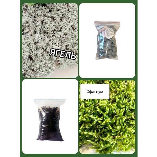 ���� ����� 