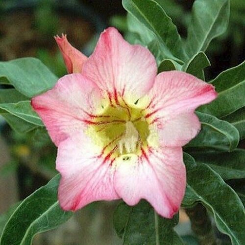  , Adenium Obesum Desert Rose FANTASTIC, , ,   394 