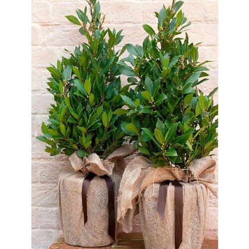 ���� ���� ���������, ������, ������ �� 394 ���