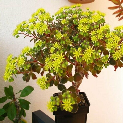 ���� ��������, ������ �����, ������, ������ �� 439 ���