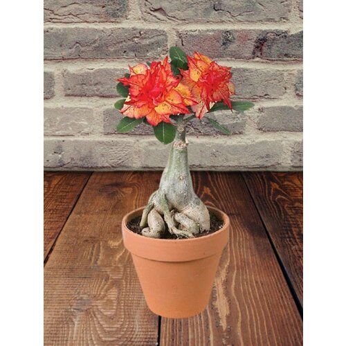 ���� ������� Golden Carrot, ���������� �������, ������, ������ �� 394 ���