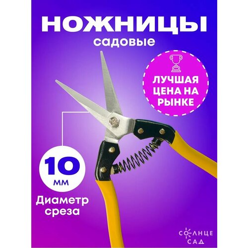 ���� ������� 