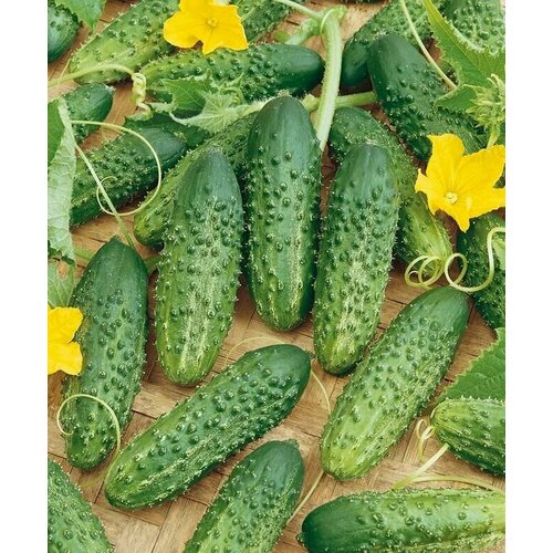 ���� ������������� ������ ������ F1 ������ ������, ������ �� 127 ���