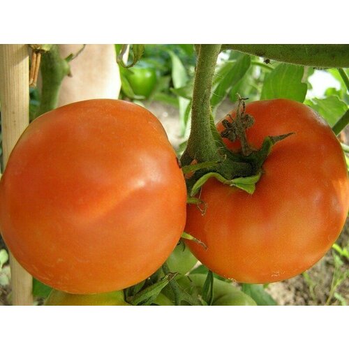 ���� ������������� ������ ������ �����, ������ �� 102 ���