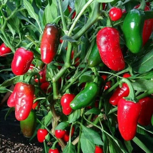 ���� ������������� ������ ����� ������� ������ ���������, ������ �� 104 ���