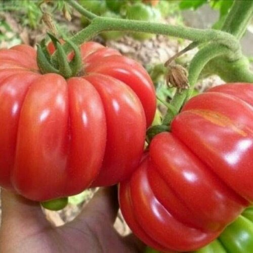 ���� ������������� ������ ������ ������, ������ �� 122 ���