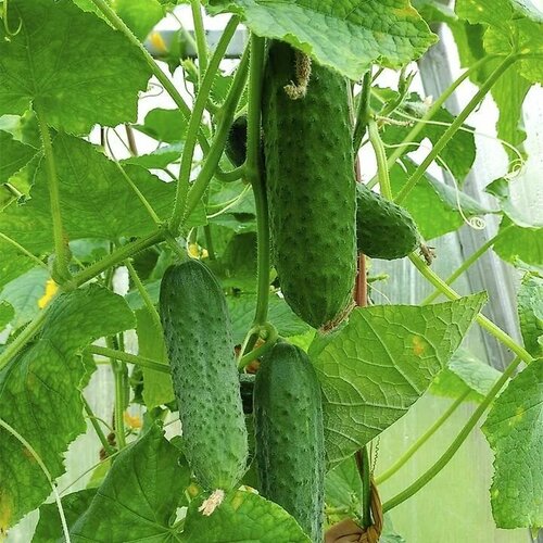 ���� ������������� ������ ������ ���, ������ �� 104 ���