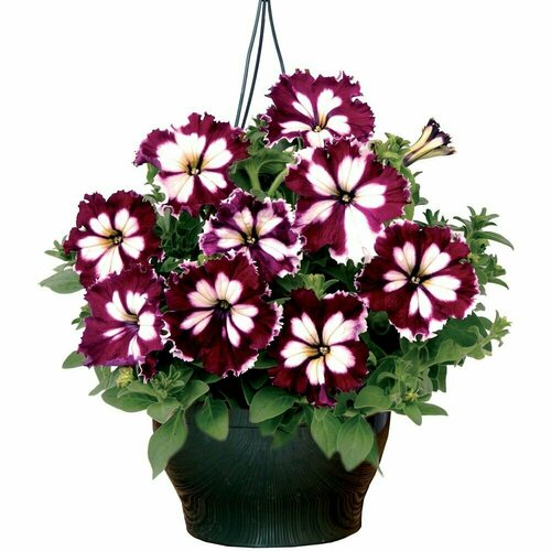 ���� ������� ��������������� F1 ��� ��� ������� ��������, ������������� ������� � ������������ �������������, ��� ������������� ����������, 10 �����, ������ �� 310 ���