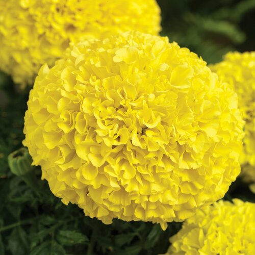 ���� �������� (������� ������������) F1 ���� ����� ���������� � ��������� ��������� �������� ���������� ������-�������� ����� ��������� �� 11 ��, 10 �����, ������ �� 266 ���