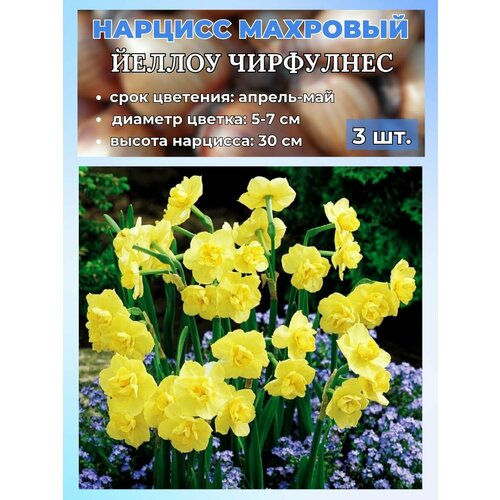 ���� ������� ��������. �������� 3 �����, ������ �� 400 ���