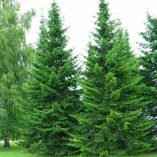 ���� ����� ��������� ������ (30 ��), ������ �� 349 ���