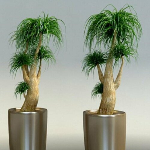 ���� ������, ��������, ���������� ������, ������, ������ �� 439 ���