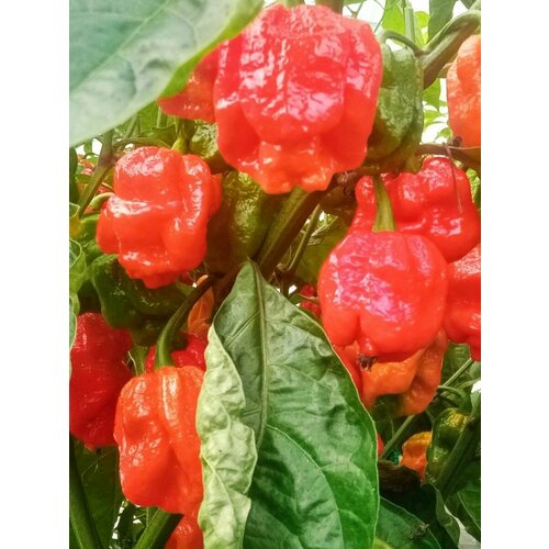     7 pot Congo giant red, 5 ,   460 