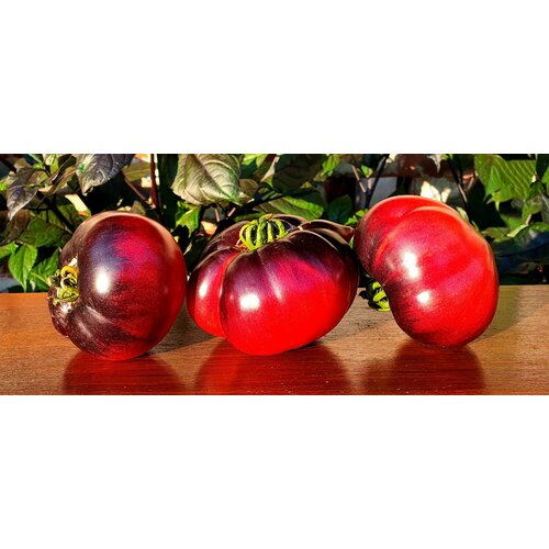       (Siberian Tiger Claws) / Seeds And Goods /   zip-lock   10 ,   269 