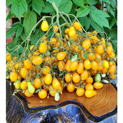 ���� ������ ������ ����� ������� ����������� (Waterfall) / Seeds And Goods / � �������� zip-lock ��� ���������� 15 �����, ������ �� 269 ���