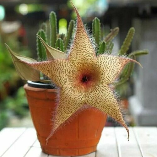���� �������� ����������, Stapelia Gigantea, ����������, ������, ������ �� 465 ���