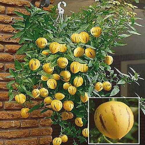 ���� ��������, ������ �����, ������, ������ �� 381 ���