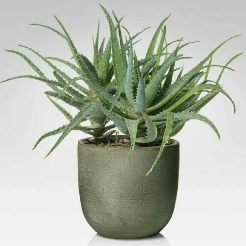   , Aloe rborescens, , ,   417 