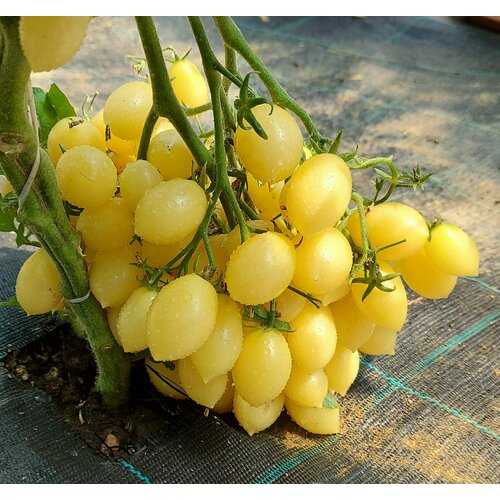       (Berry Crazy Cherry) / Seeds And Goods /   zip-lock   15 ,   289 