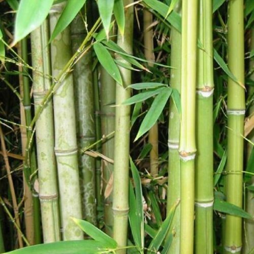     , Bambusa arundinacea 25 .,   350 
