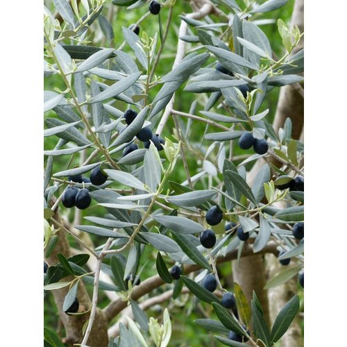 ���� ������ ����� ����������� (Olea europaea), 5 ����, ������ �� 470 ���