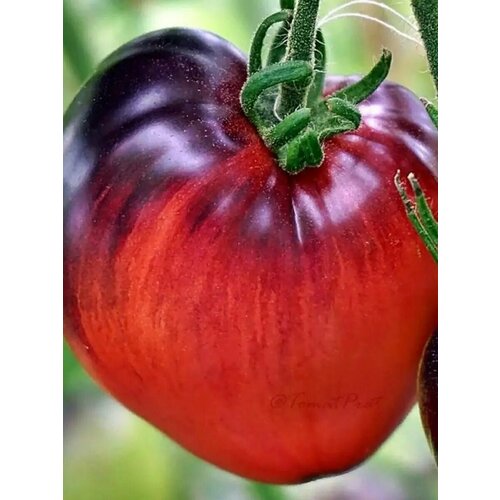 ���� ������������� ������ ������ ׸���� �����, ������ �� 122 ���