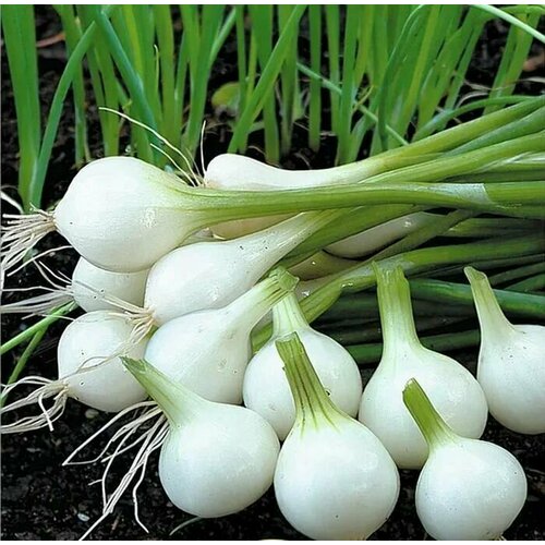 ���� ������������� ������ ���� �� ������ ������, ������ �� 102 ���