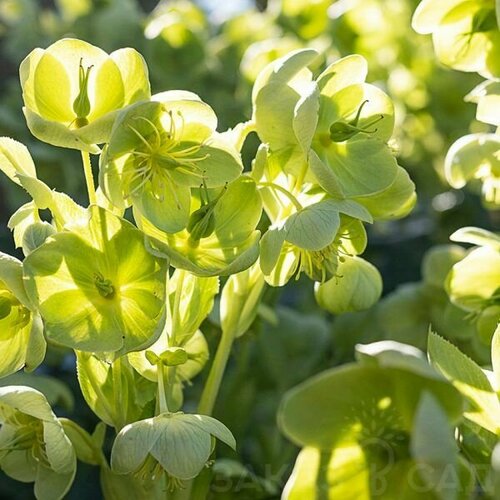 ���� �������� Spring Bright (��������� ��� ������� 1 ��) / ������, ������ ����������� ��������, ����� / ��� ����, ����, ���� � �������, ������ �� 1749 ���