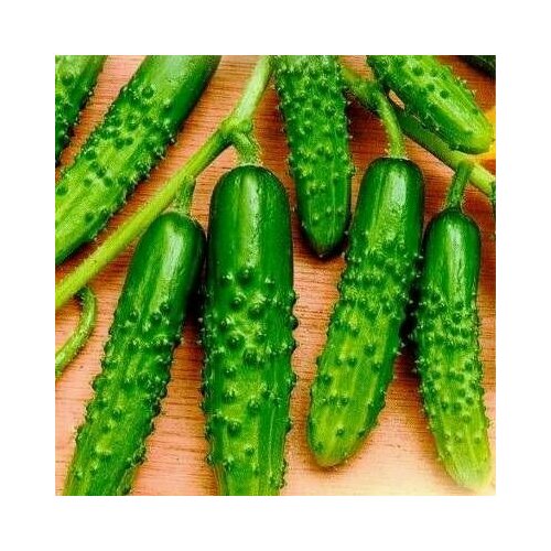 ���� ������������� ������ ������ F1 ������, ������ �� 102 ���