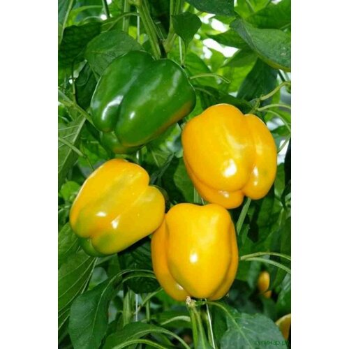 ���� ������������� ������ ����� �������� ������� �����, ������ �� 104 ���