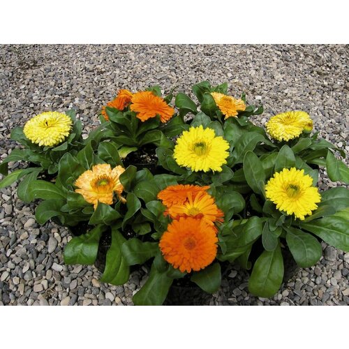 ���� ��������� ������� �����, ��������������� ������ � ����������� �������������� ���������� ��� ������ � �� ������, 25 �����, ������ �� 243 ���