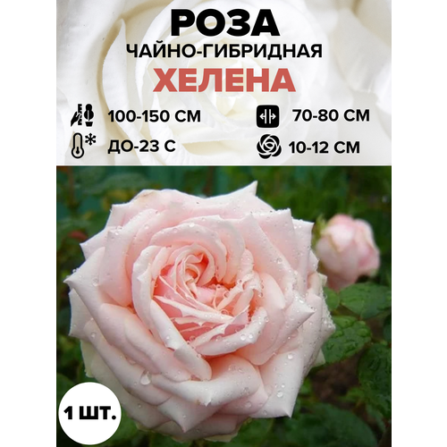 ���� ���� ������ �����-��������� 1 ��., ������ �� 450 ���