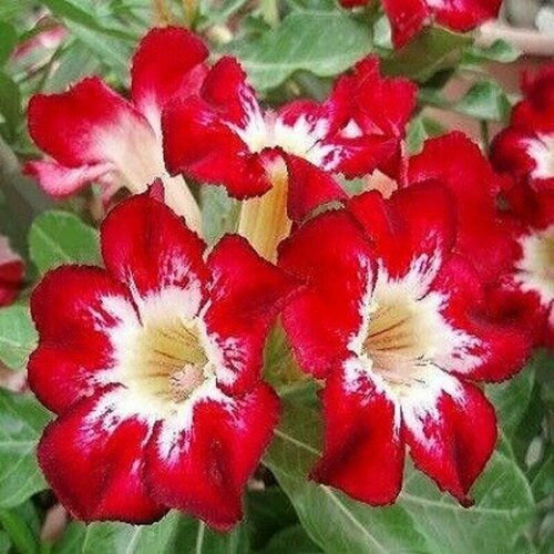 ���� �������, Adenium Obesum Desert Rose Flame of Love, ����� �����, ������, ������ �� 394 ���