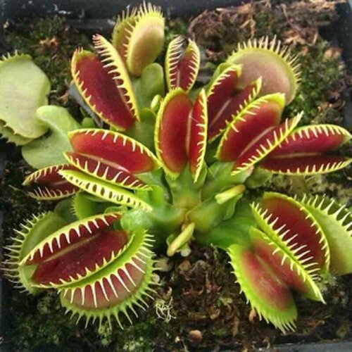���� ������ �������� ��������� 5 ��, Dionaea muscipula, ������ ��������, ������� ��� ���, ������ �� 483 ���
