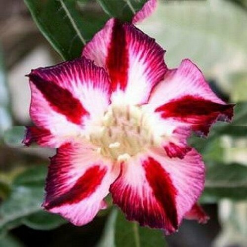  , Adenium Obesum Desert Rose FABULOUS, , ,   394 