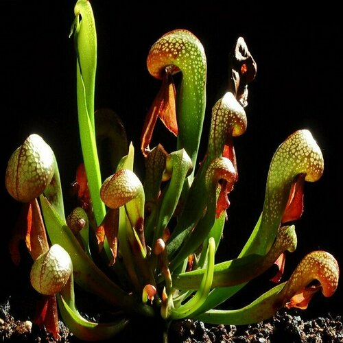 ���� ������ ������������ ��������������, �����-�����, ������ ��������, ���������� ����������, ������ �� 524 ���